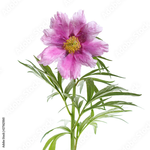 Purple peony isolated on white background.