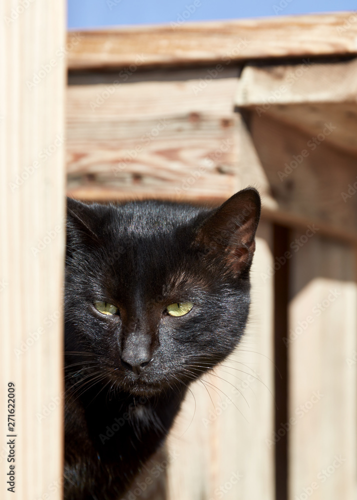 Portrait of a black stray cat with green eyes on a sunny day