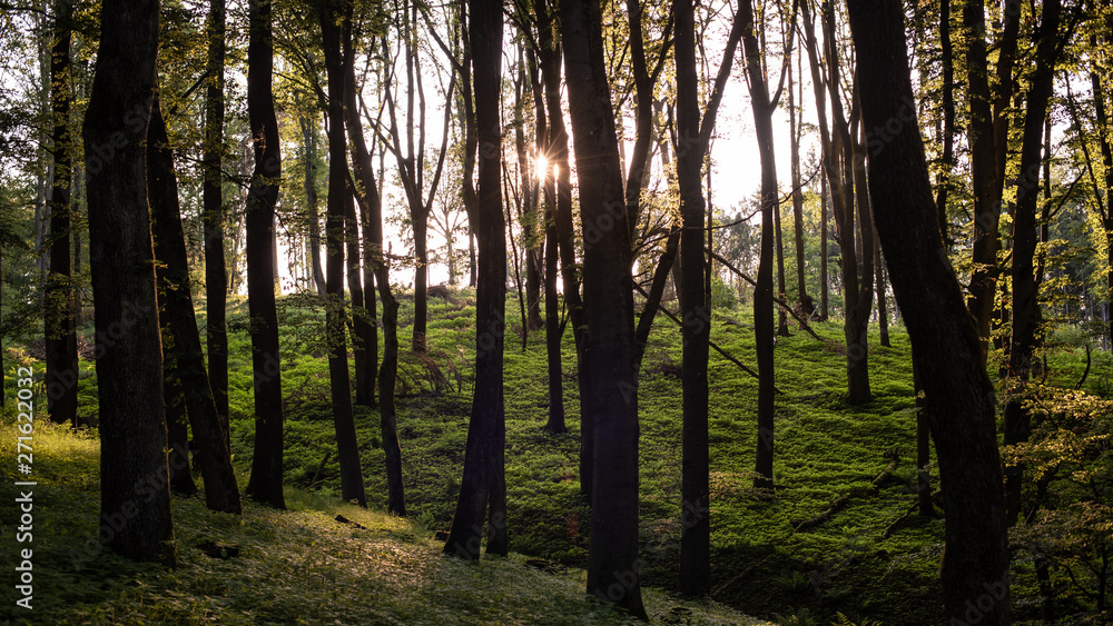 Wald im Sommer in der Abendsonne