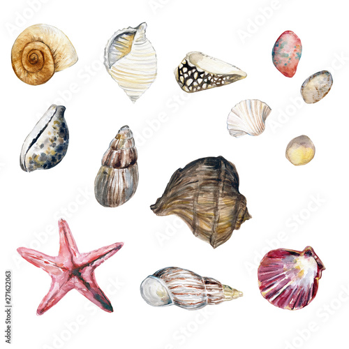 Watercolor seashells illustration clip art, beach wedding, summer illustration, sea life , invitations, postcards, graphic elements, hand painted illustration 