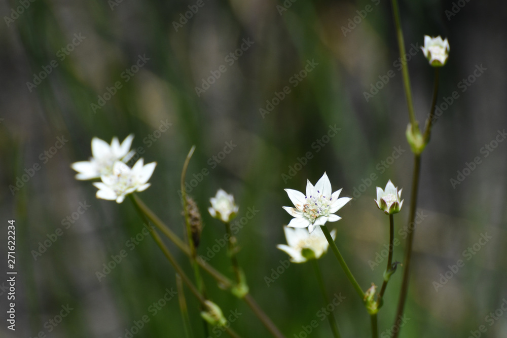 Larger Tinsel Flowering Stems (Alepidea amatymbica), Limpopo, South Africa Larger Tinsel Flowering Stems (Alepidea amatymbica), Limpopo, South Africa