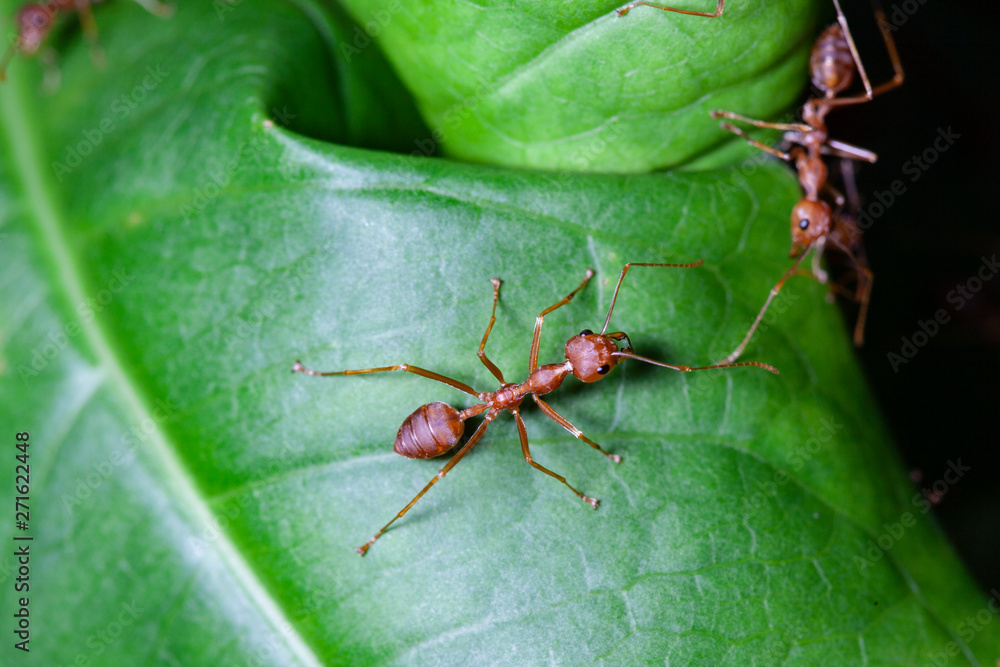 Group red ant on green leaf Group red ant on green leaf