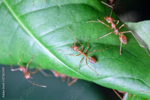 Group red ant on green leaf © pumppump
