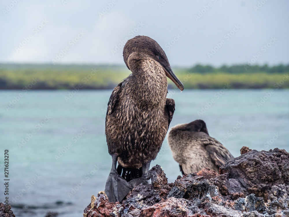 Beautiful Flightless Cormorant seen on Galapagos Island Ecuador