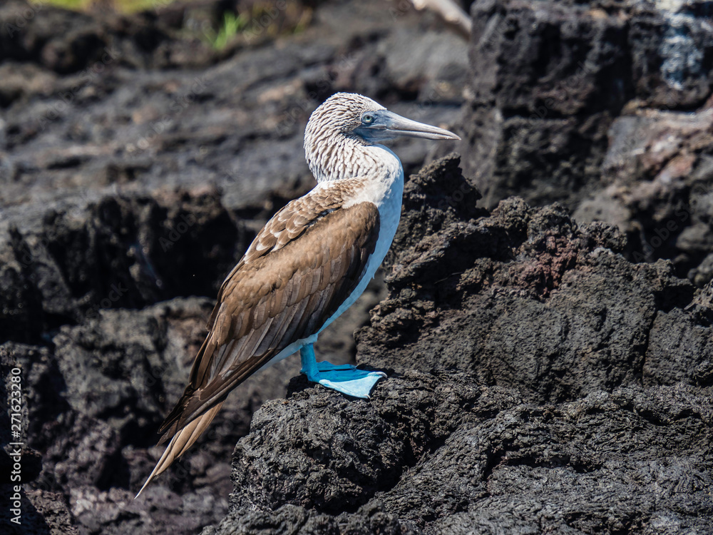 Beautiful Blue-footed Booby resting on shore near Isabela Island, Galapagos Islands, Ecuador