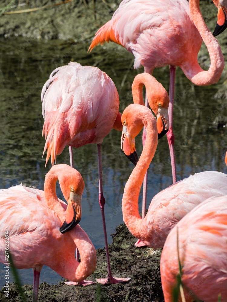 Group of Beautiful Greater Galapagos Flamingos seen on the Isabela Island, Galapagos Island, Ecuador