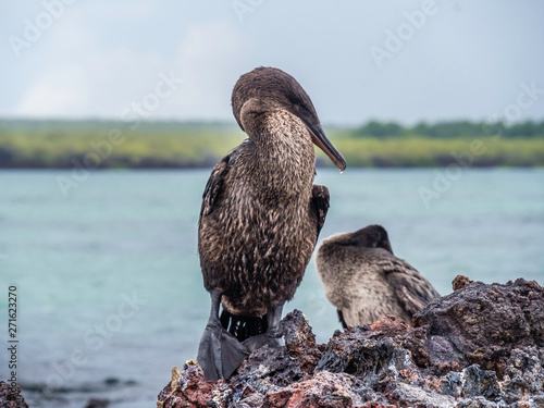 Obraz na płótnie Beautiful Flightless Cormorant seen on Galapagos Island Ecuador w salonie