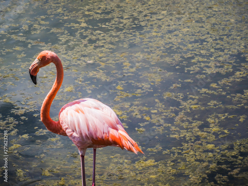 Obraz na płótnie Beautiful Greater Galapagos Flamingo seen on the Isabela Island, Galapagos Island, Ecuador w salonie