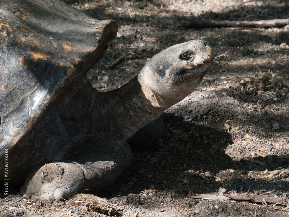 Close up of a beautiful Giant Tortoise in the highland of Santa Cruz Island, Galapagos Islands, Ecuador