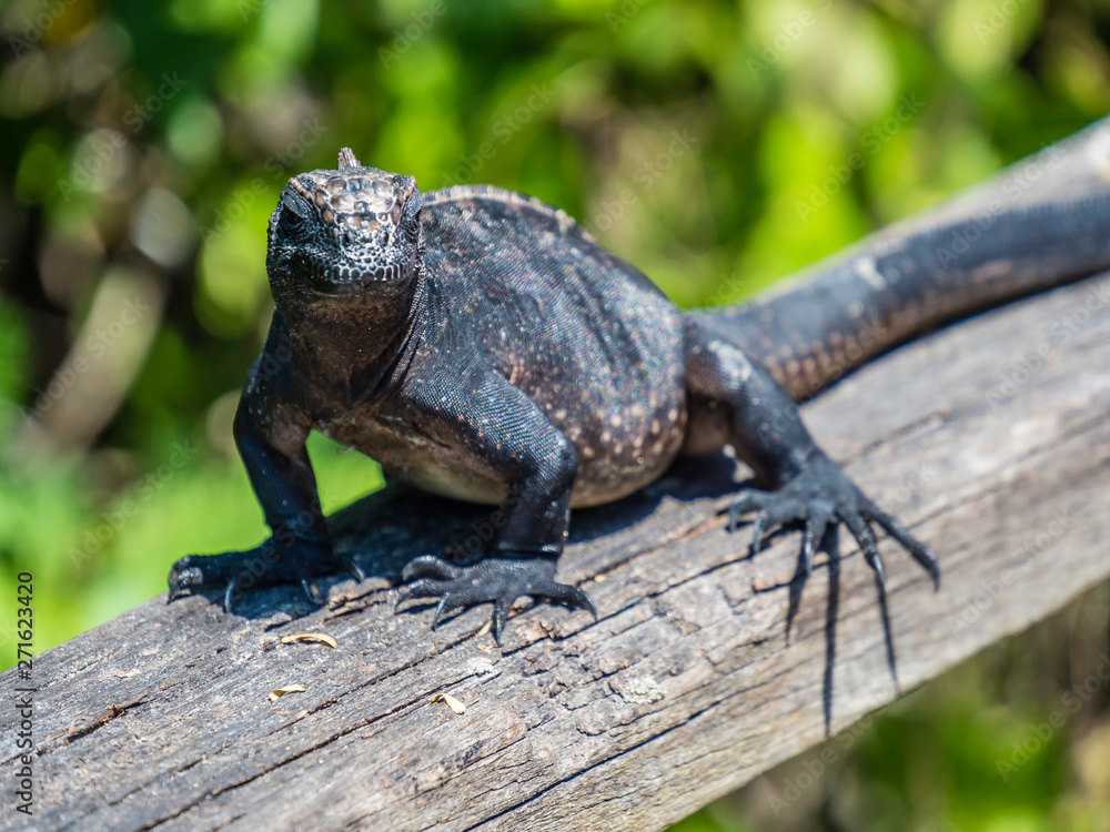 adolescent marine iguana sunbathing near Galapagos Islands, Ecuador