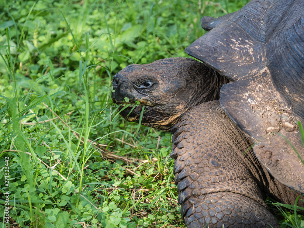 Close up of a beautiful Giant Tortoise in the highland of Santa Cruz Island, Galapagos Islands, Ecuador