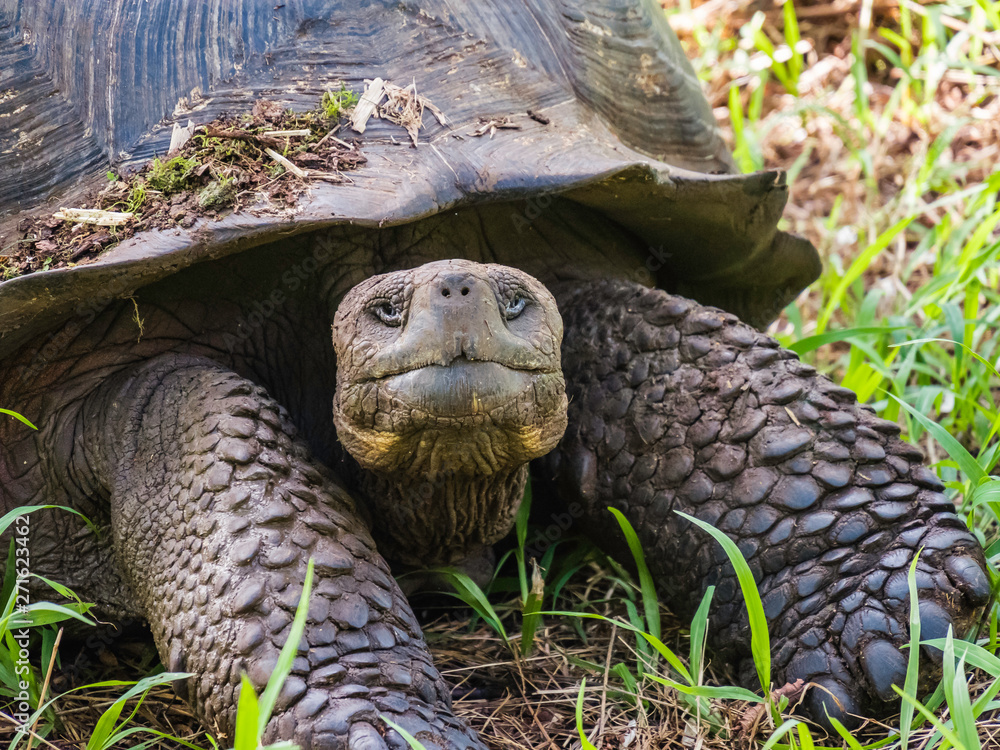 Close up of a beautiful Giant Tortoise in the highland of Santa Cruz Island, Galapagos Islands, Ecuador