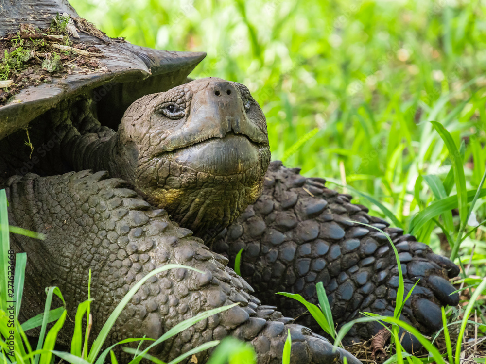 Close up of a beautiful Giant Tortoise in the highland of Santa Cruz Island, Galapagos Islands, Ecuador