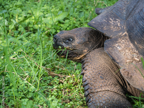 Obraz na płótnie Close up of a beautiful Giant Tortoise in the highland of Santa Cruz Island, Galapagos Islands, Ecuador w salonie