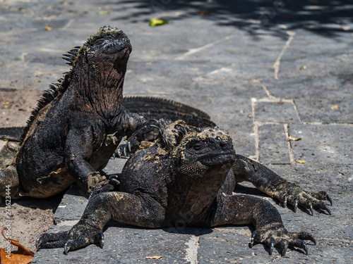 Obraz na płótnie Two marine iguanas sunbathing near Galapagos Islands, Ecuador w salonie