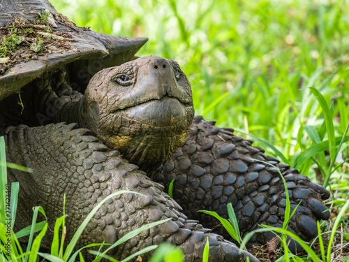 Obraz na płótnie Close up of a beautiful Giant Tortoise in the highland of Santa Cruz Island, Galapagos Islands, Ecuador w salonie