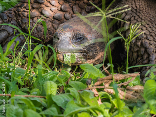 Obraz na płótnie Close up of a beautiful Giant Tortoise in the highland of Santa Cruz Island, Galapagos Islands, Ecuador w salonie