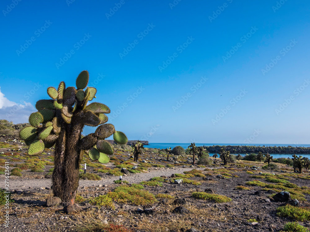 Beautiful scenery with Giant Prickly Pear Cactus on South Plaza Island, Galapagos, Ecuador