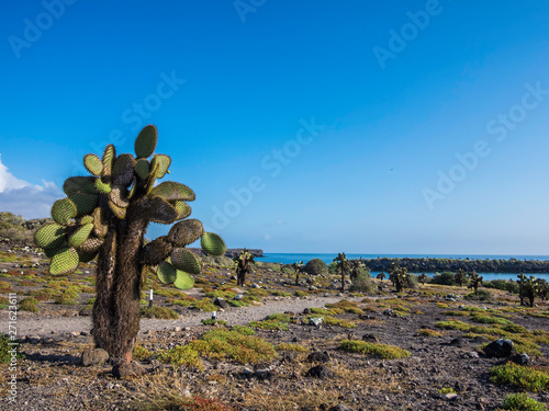Obraz na płótnie Beautiful scenery with Giant Prickly Pear Cactus on South Plaza Island, Galapagos, Ecuador w salonie