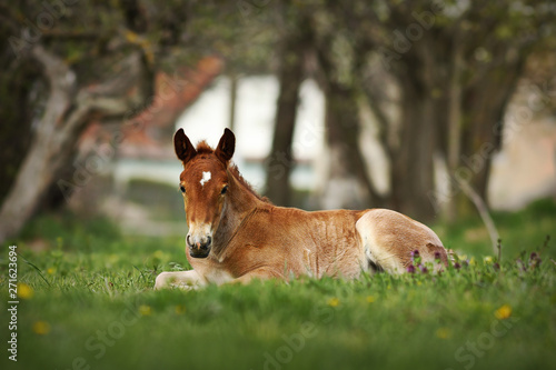 brown foal standing on meadow