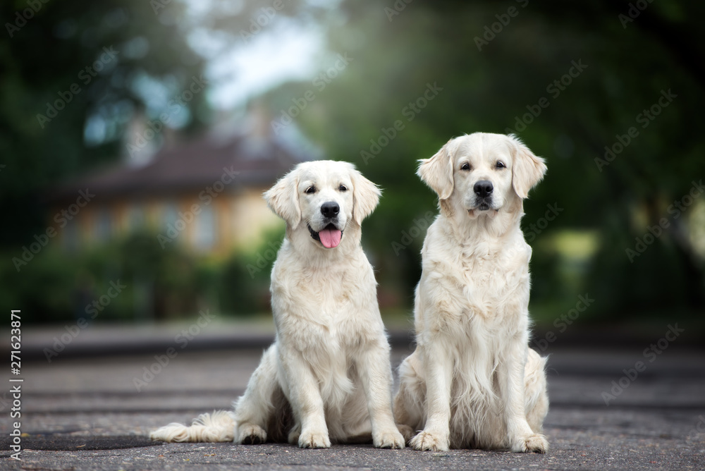 two golden retriever dogs sitting on the road