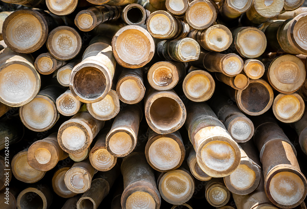 Bamboo circle cross section for background and texture material
