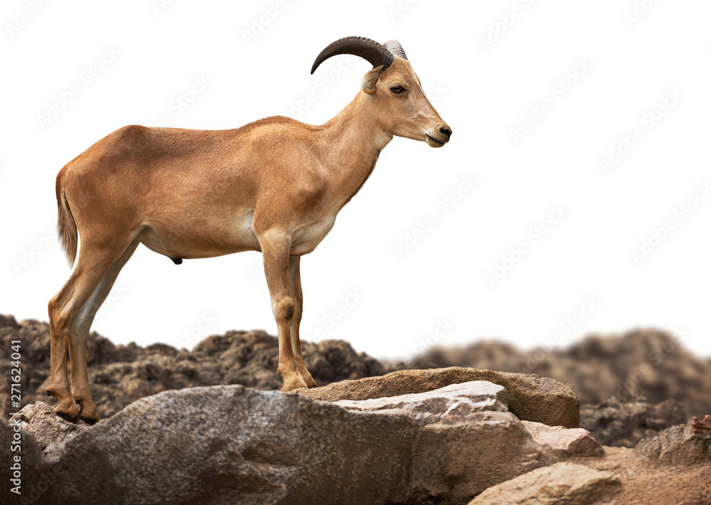 Young brown Barbary sheep standing on stone isolated on white background with clipping path Young brown Barbary sheep standing on stone isolated on white background with clipping path