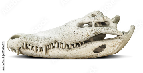 Bild auf Leinwand Crocodile skull isolated on grey background with clipping path