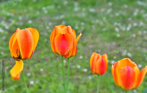 Pretty tulip in a big garden