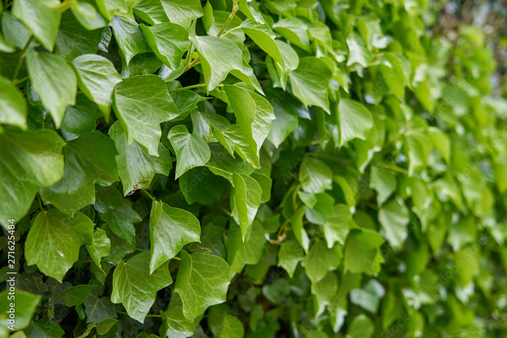 custom made wallpaper toronto digitalTexture of green vine leaf. Vine leaf texture background