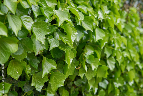 Wallpaper Mural Texture of green vine leaf. Vine leaf texture background Torontodigital.ca