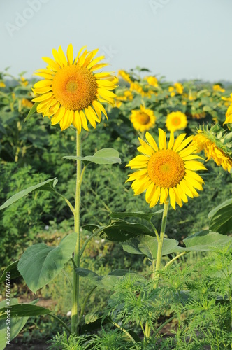 field of sunflowers