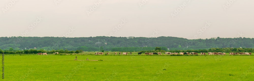 Dutch polder landscape in Gelderland Dutch polder landscape in Gelderland