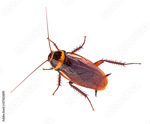 close-up cockroach isolated on a white background top view
