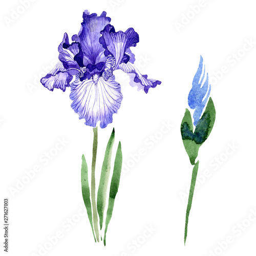 Blue iris floral botanical flowers. Watercolor background illustration set. Isolated irises illustration element.