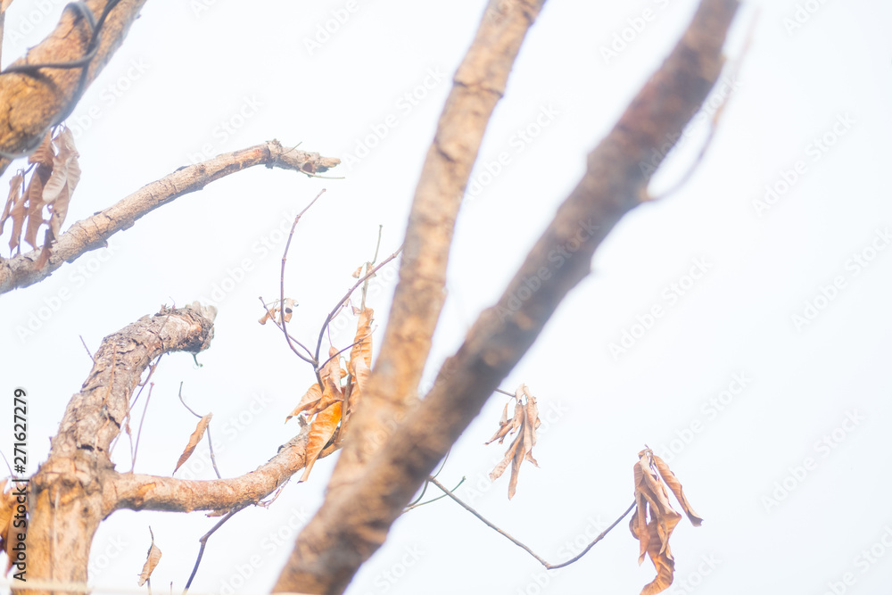 Fototapeta premium Dry of branches with clear sky