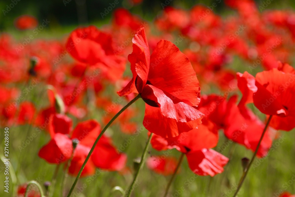 Naklejka premium Coquelicot