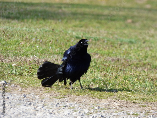 blackbird showing off