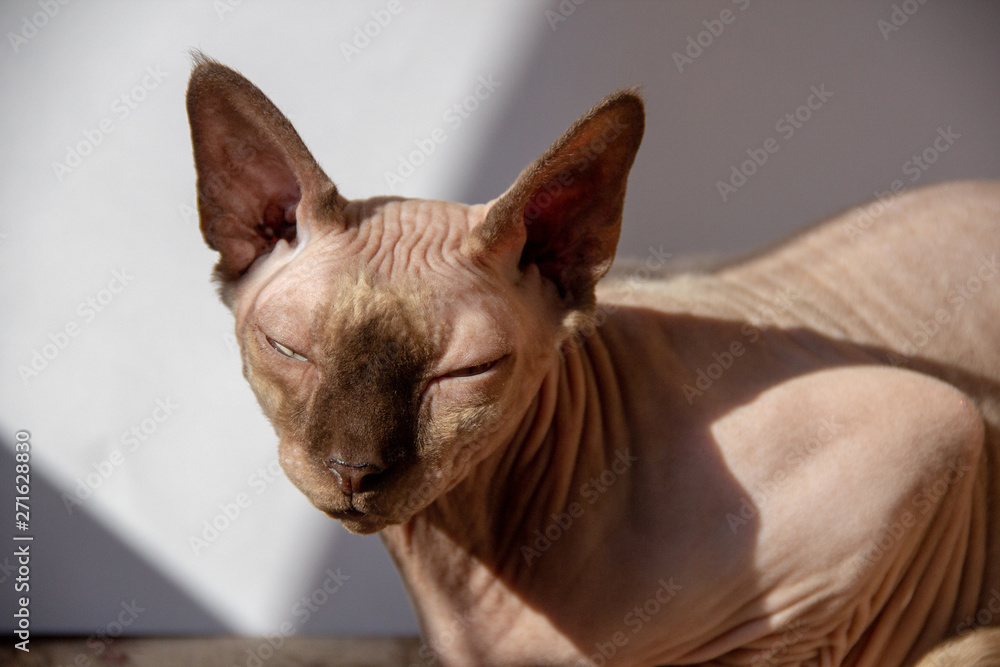 portrait of cute sphynx cat on white background with sunlight