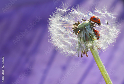 ladybugs on a dandelion. Beautiful insects on dandelion seeds. ladybugs on beautiful lilac purple background