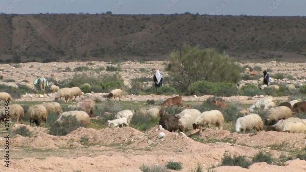 Bedouin Shepards with herd, Negev Desert Israel Bedouin Shepards with herd, Negev Desert Israel