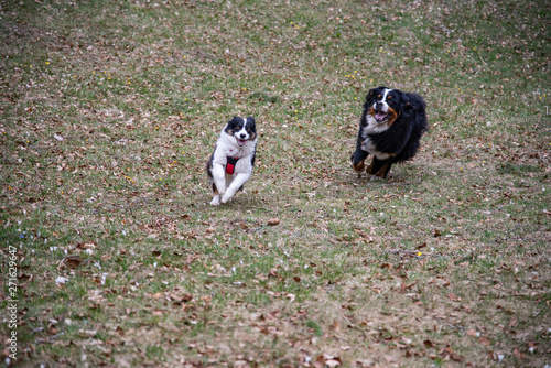 Green grass run during the day on the Australian shepherd s meadow and Bernese mountain dog. Play of happy puppies  with copy space for punnlicitarian writing.