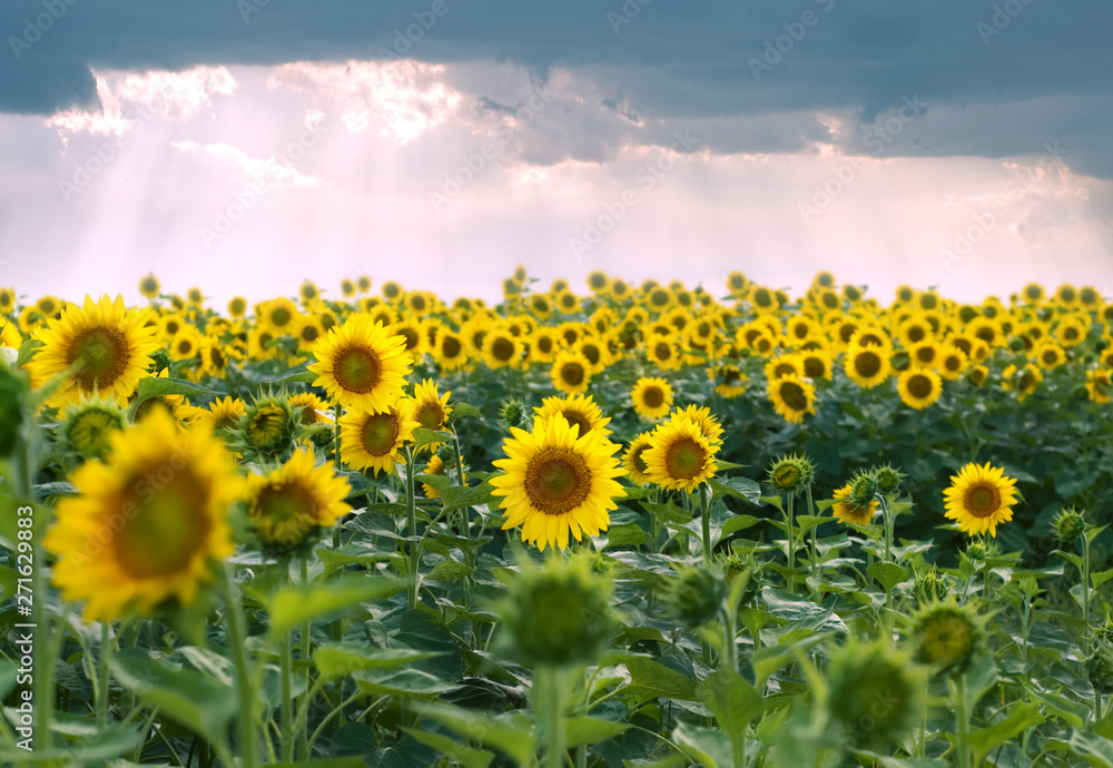 Fototapeta premium field of sunflowers and stormy clouds