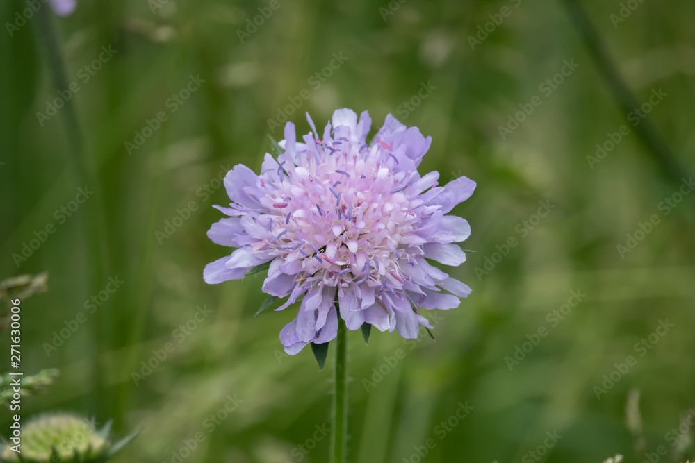 Field Scabious Flowers in Bloom in Springtime Field Scabious Flowers in Bloom in Springtime