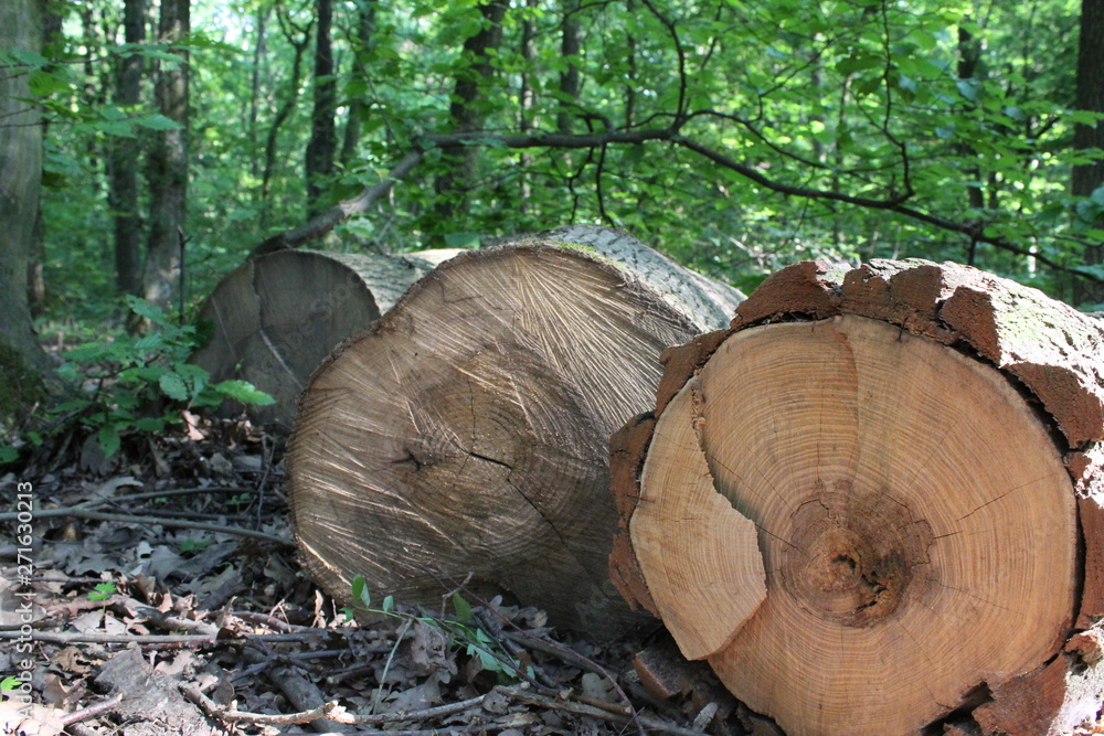 logs in forest logs in forest
