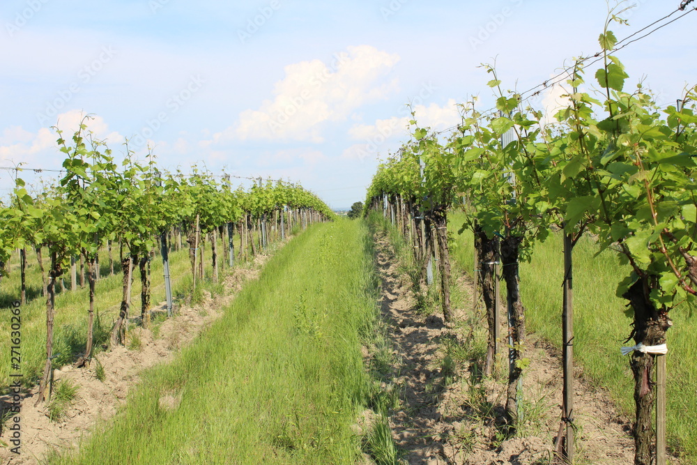 Fototapeta premium vineyard