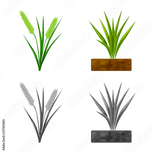 Isolated object of crop and ecological icon. Set of crop and cooking stock symbol for web.