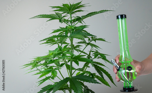 Medical marijuana plant growing indoor. The female grower near cannabis pland with bong. Cannabis is a concept of medical herbs. photo