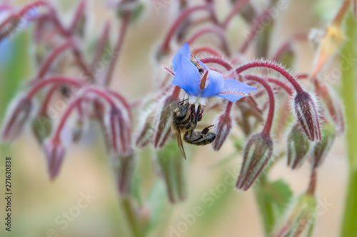 Honeybee on Borage Flowers in Springtime