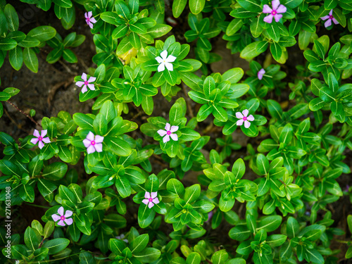 Top view of flowers and green leafs